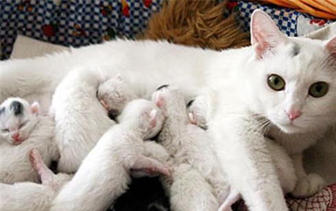 母猫刚生下孩子, 就把它们吃掉, 其实都是有原因的|母猫|小猫|猫咪