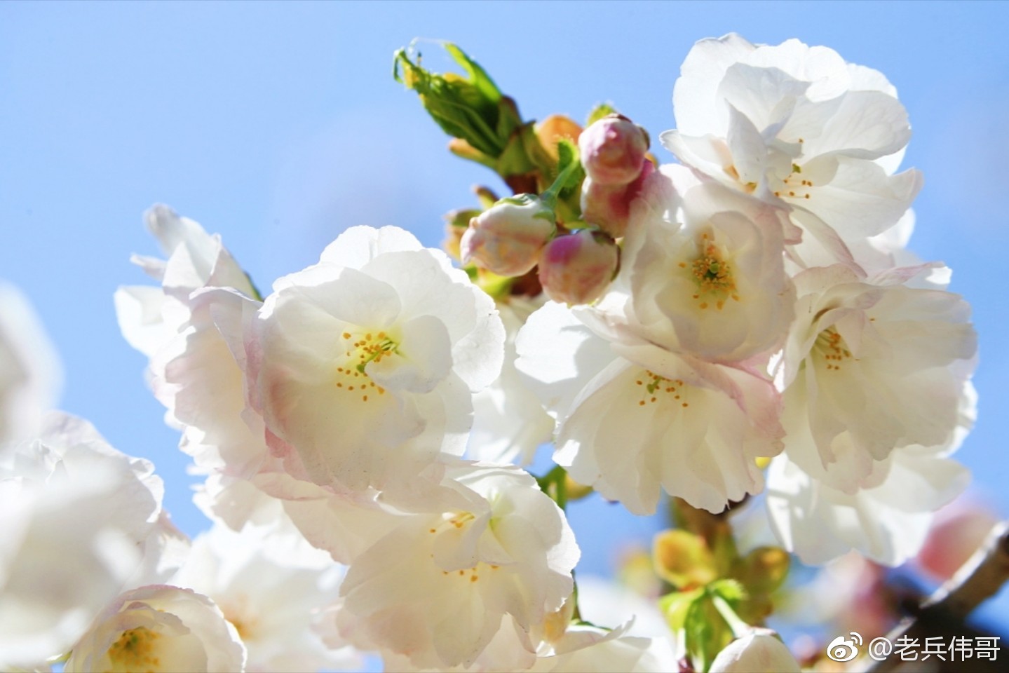 这种叫白妙的樱花盛开时洁白无瑕