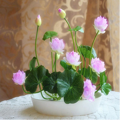 佛珠吊兰盆栽花卉室内观花佛珠吊兰盆栽 一盆花,一个绿色的阳台,一份