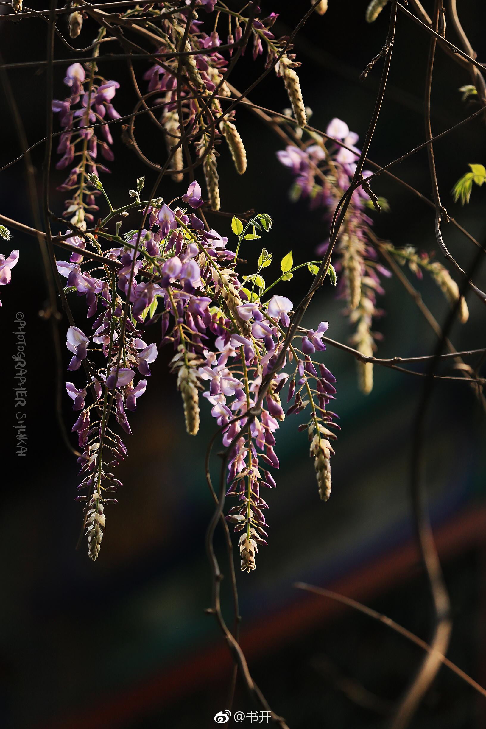 在微博看了许许多南方紫藤,青砖背景衬托很雅致