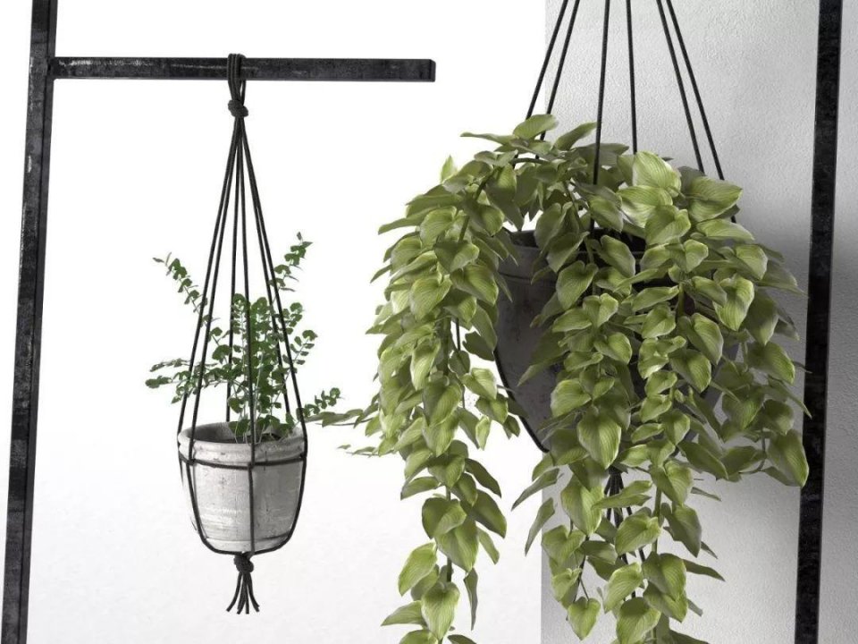 特别容易照顾的9种悬挂植物,让你的家看起来更迷人|植物|养护|吊盆