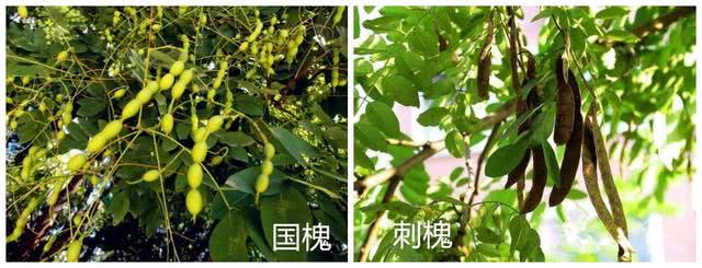 教你几招,就能快速分辨出国槐和洋槐,要做一名资深的吃货!