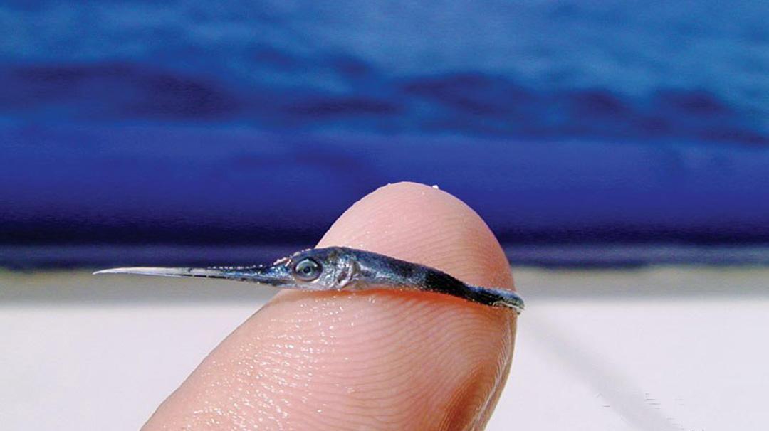 这鱼刚出生时塞牙缝都嫌不够, 只需7天便加入海中霸主行列