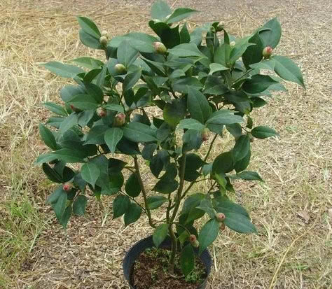 家养茶花叶片老发黑卷曲其根源有这4点现在知道还不晚哦