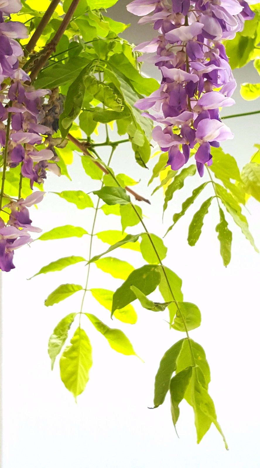 藤花紫蒙茸,藤叶青扶疏--紫藤