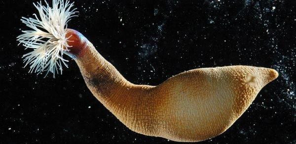 一组最奇特的海洋蠕虫照片, 第一个好似大象的鼻子!