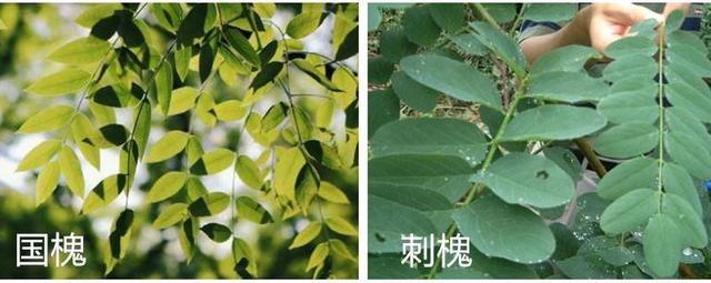 教你几招,就能快速分辨出国槐和洋槐,要做一名资深的吃货!