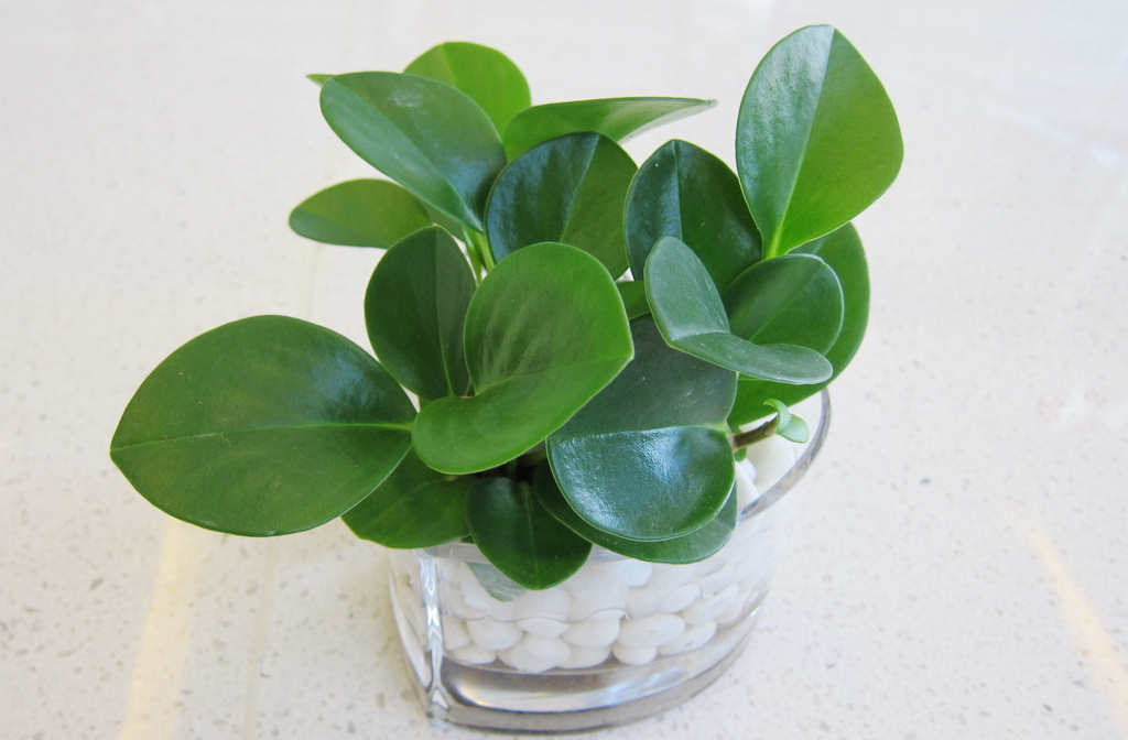 我家养了3盆花,好看耐养不说,还能"旺运"!