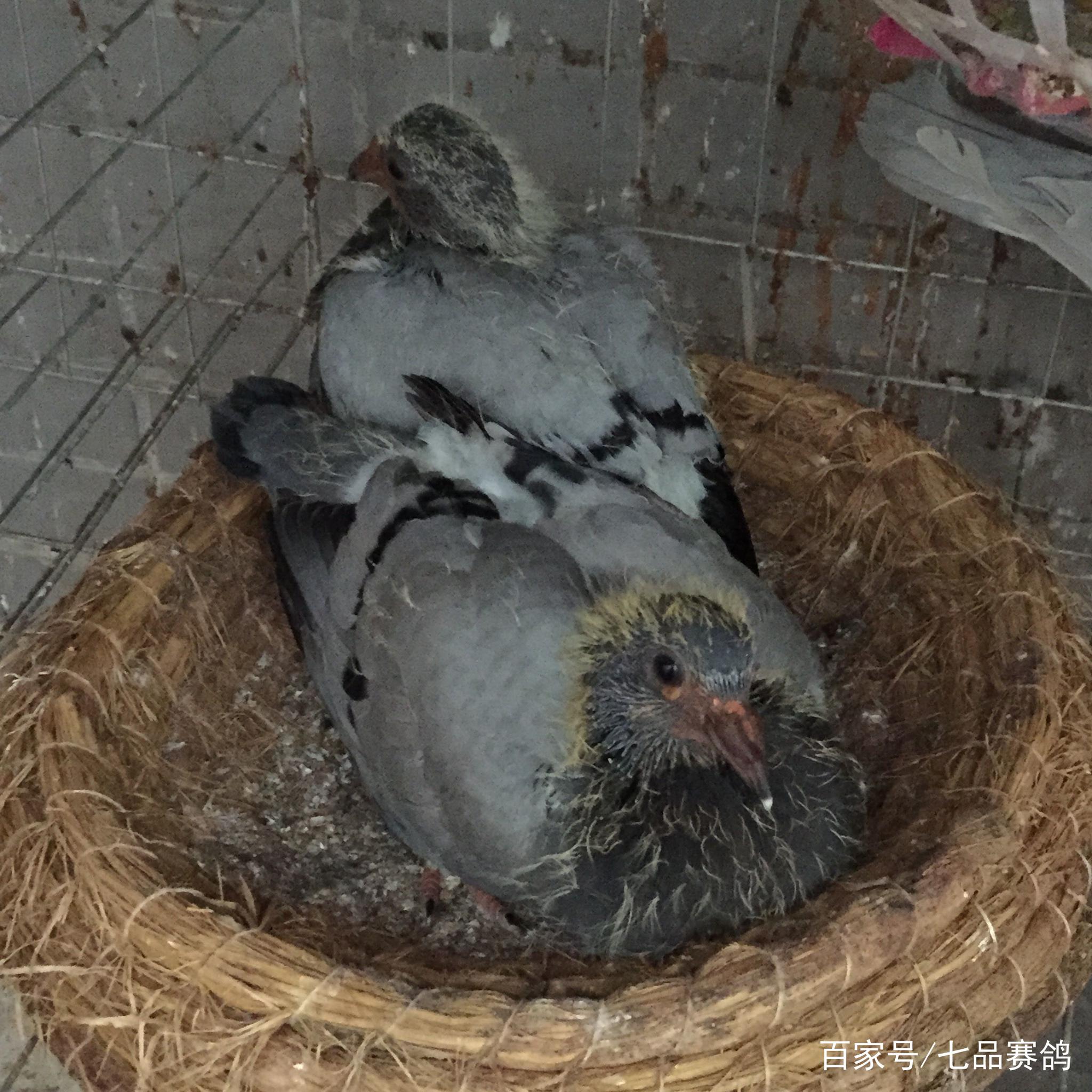 一个萌宝的麻麻
