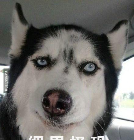 两只汪星人突然很安静,到客厅一看:这什么造型,挺别致啊