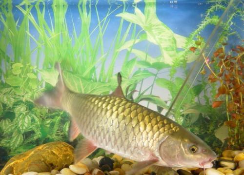 中科院院士说"让中国转基因鲤鱼尽快游向餐桌", 你怎么看?