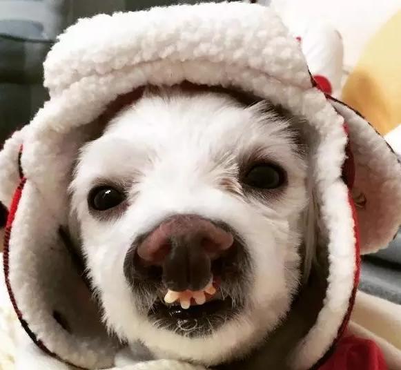 网友们爆料自家猫的牙齿,最后爆出的小龅牙狗,引起笑声一片