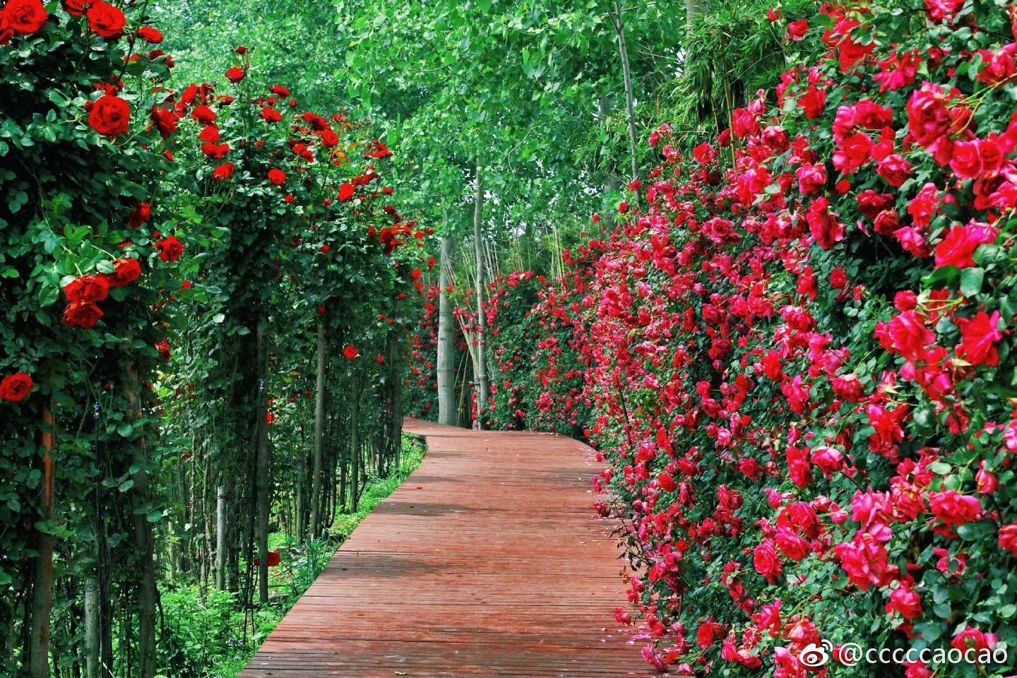 春末夏初,你心中的玫瑰花海究竟长啥样?