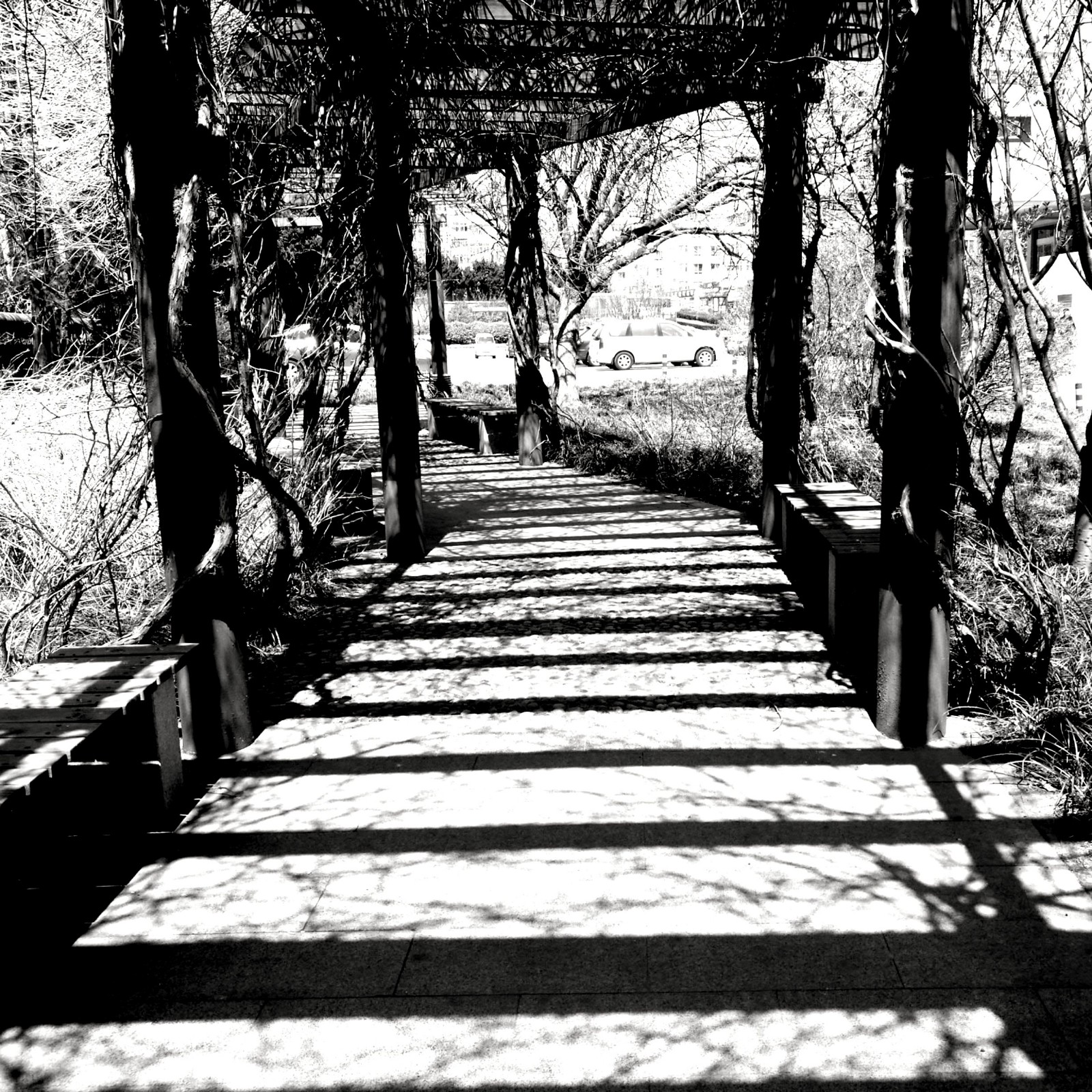 【手机黑白映像】 花廊