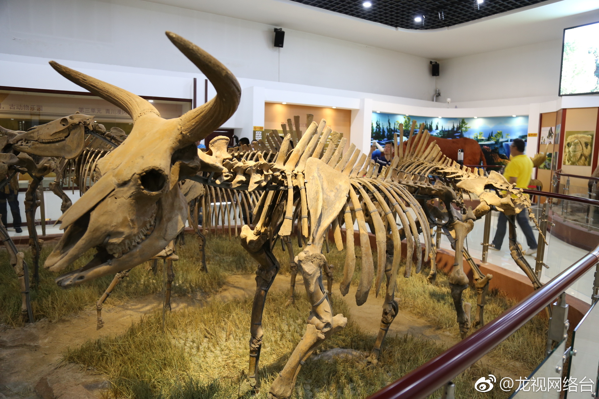 青冈县第四纪古生物化石博物馆始