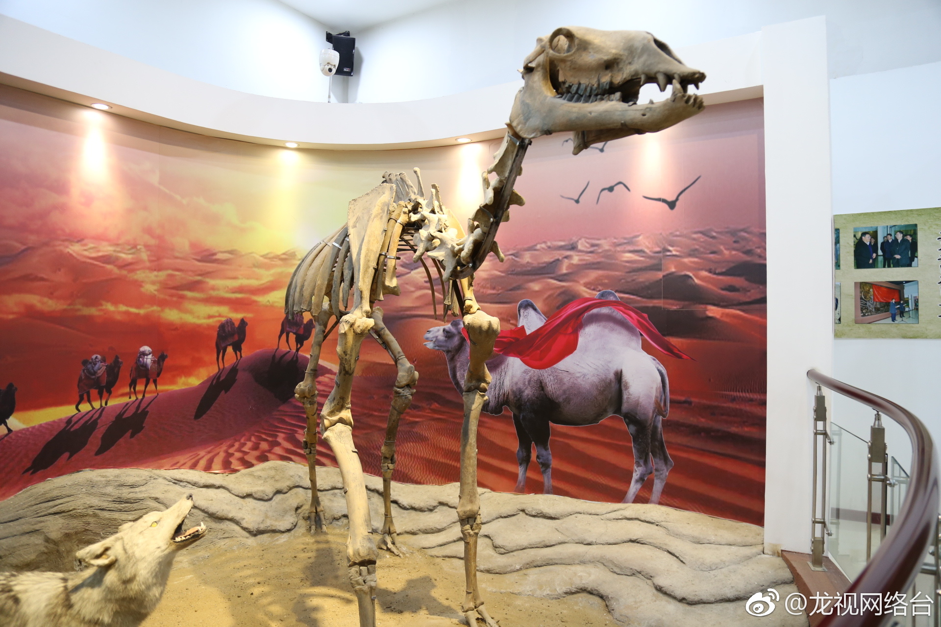 青冈县第四纪古生物化石博物馆始