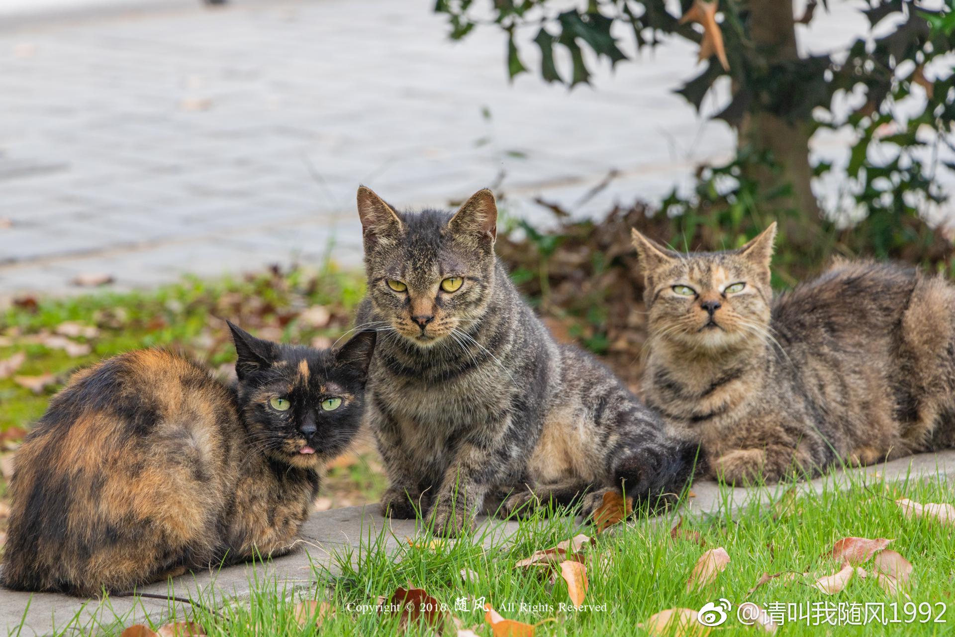 河海的猫逗比三人组河海大学