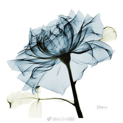 花 脉