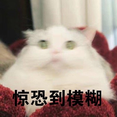 猫咪表情包NO.302:嗯…疑问?你再过来我要叫啦!惊恐到模糊