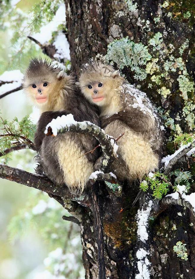 在云南 有一种比大熊猫还珍贵的国宝级动物