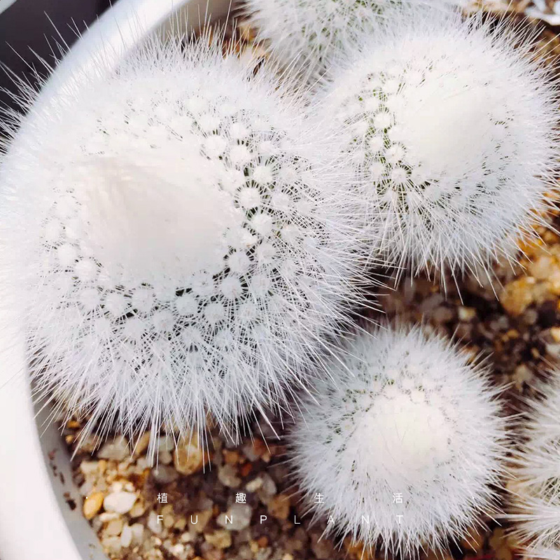 白小町,最早喜欢的白球球