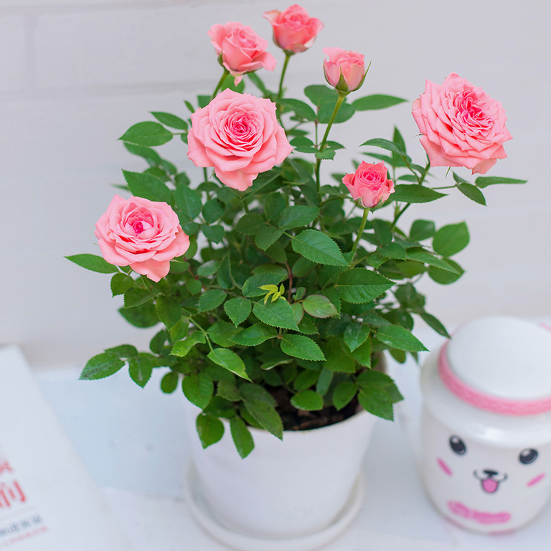 9种盆栽,8年后价值不菲|玫瑰花|盆栽|碗莲_新浪新闻