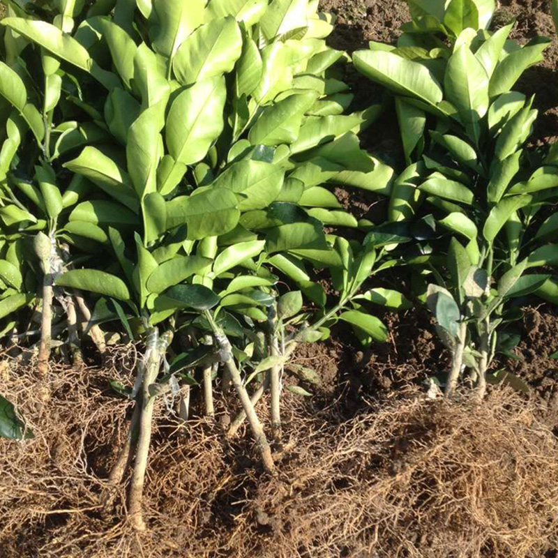 红心柚子果树苗四季水果苗阳台盆栽地栽种植这款红心柚子果树苗四季