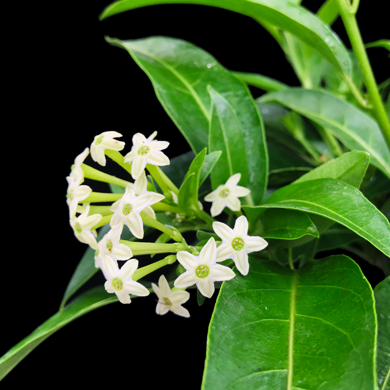 夜来香盆栽四季开花驱蚊植物浓香庭院夜来香的香气独特,清香淡雅,非常