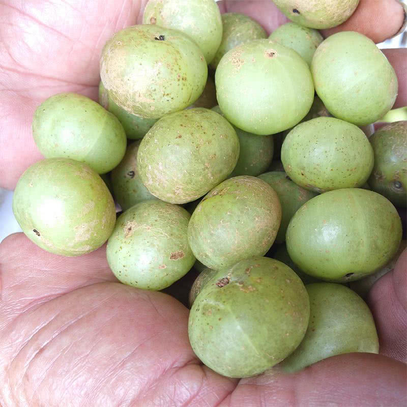 这种苦到极致的野果,维c是猕猴桃5倍,是真正的"野果之王"|南方|油甘