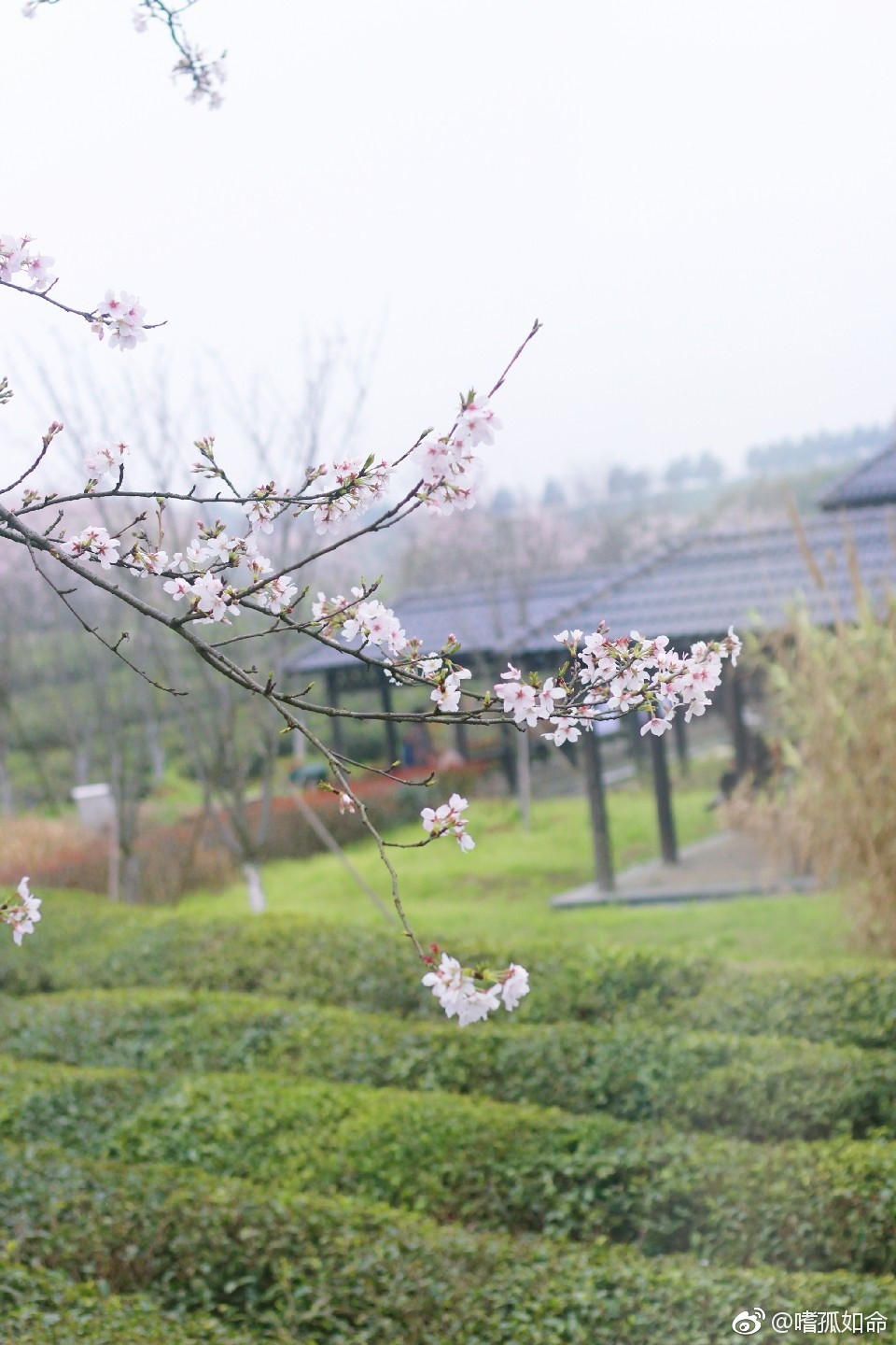 樱花满天,凤凰沟.91:嗜孤如命