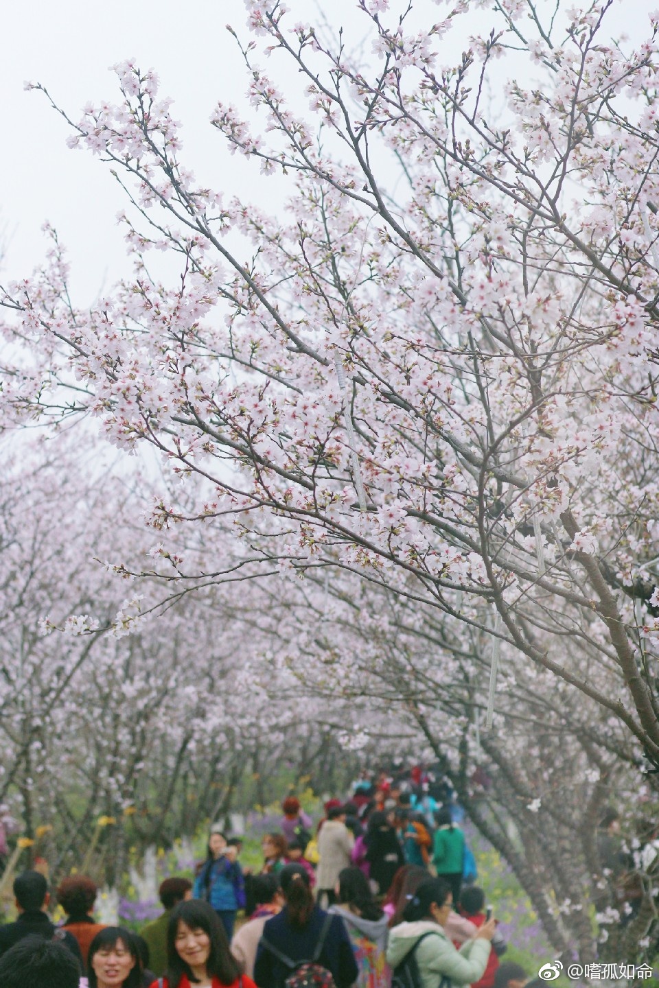 樱花满天凤凰沟嗜孤如命