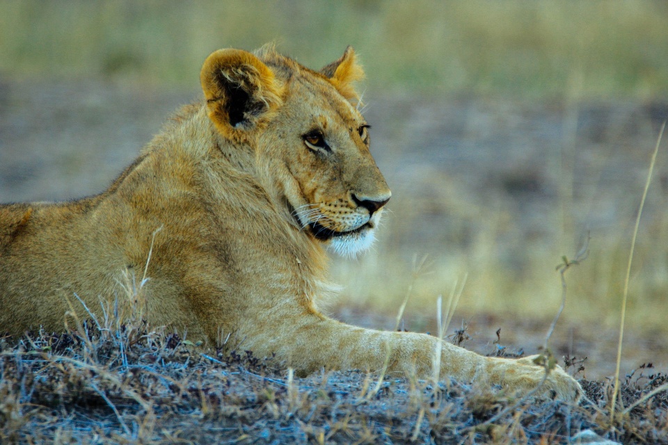 肯尼亚旅游安全吗?有什么需要注意的?