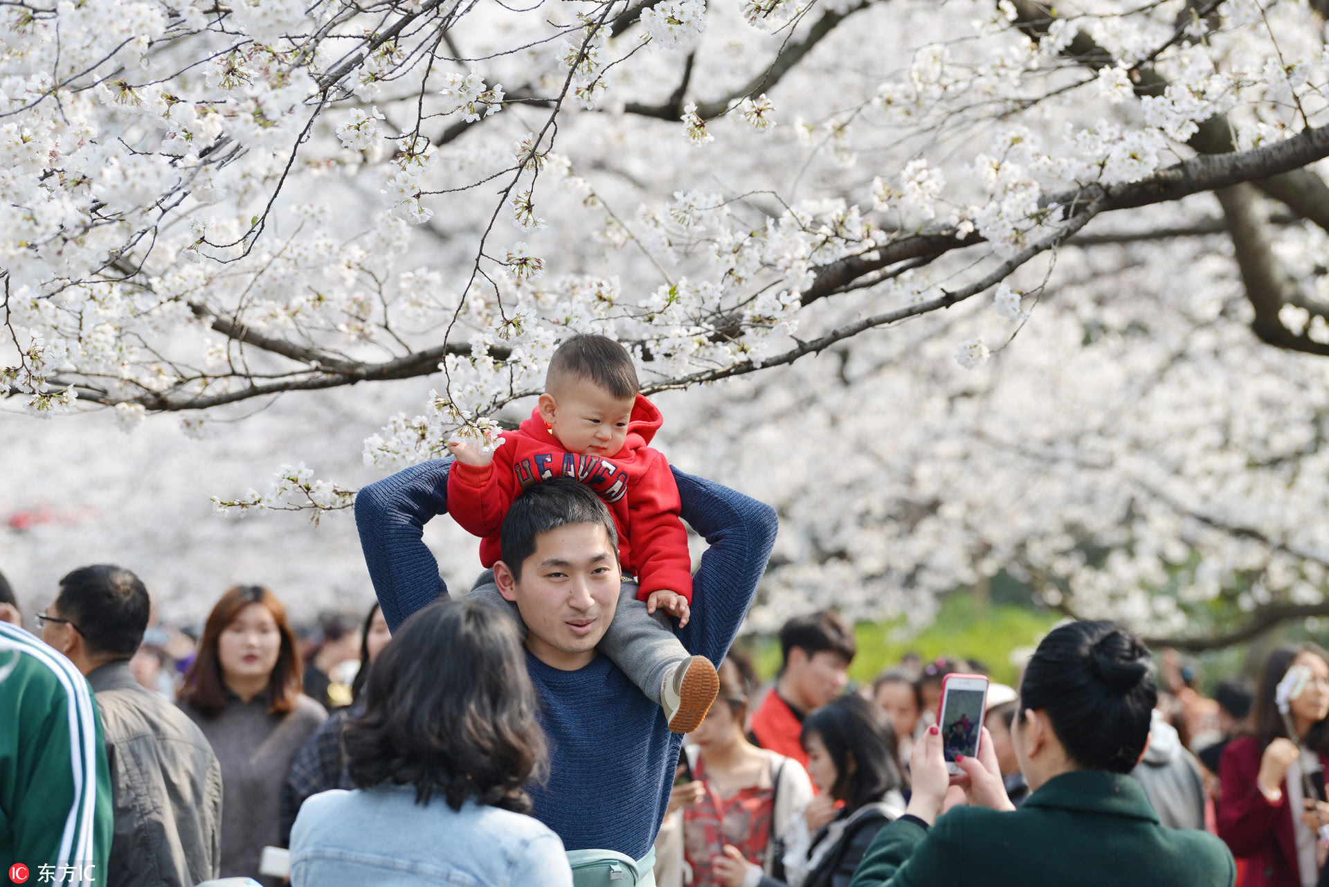 南京林业大学樱花烂漫如童话世界游客拍照挤爆校园