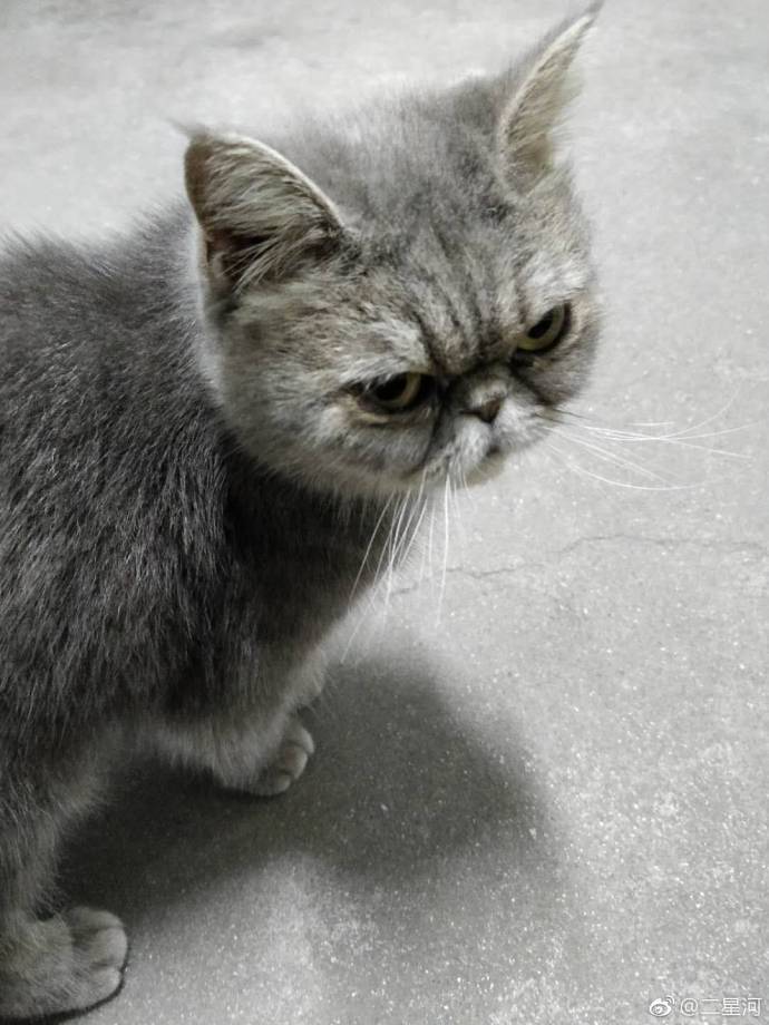 加菲猫灰猫图片