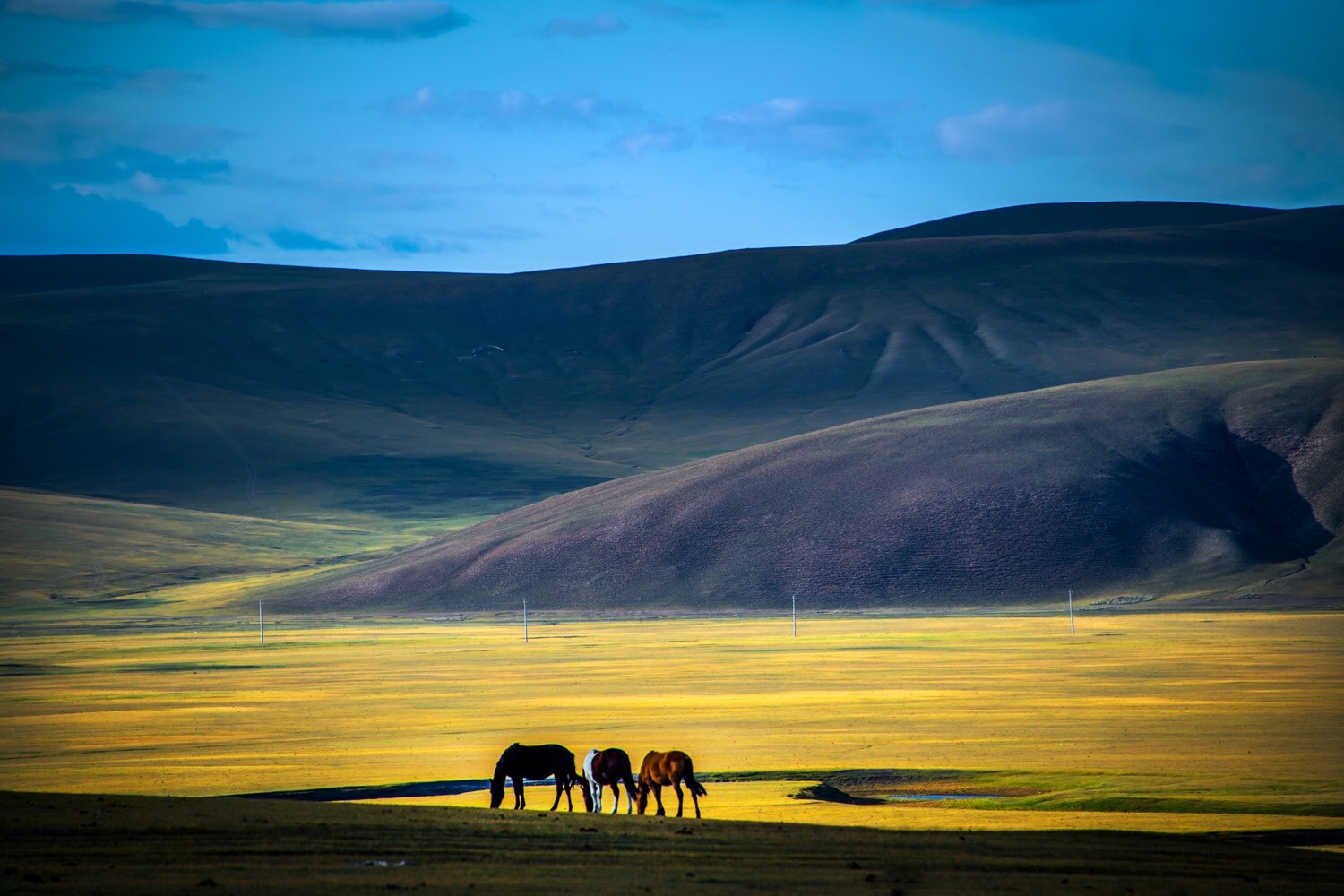 呼伦贝尔大草原——秋|呼伦贝尔大草原|黑马|摄影_新浪新闻
