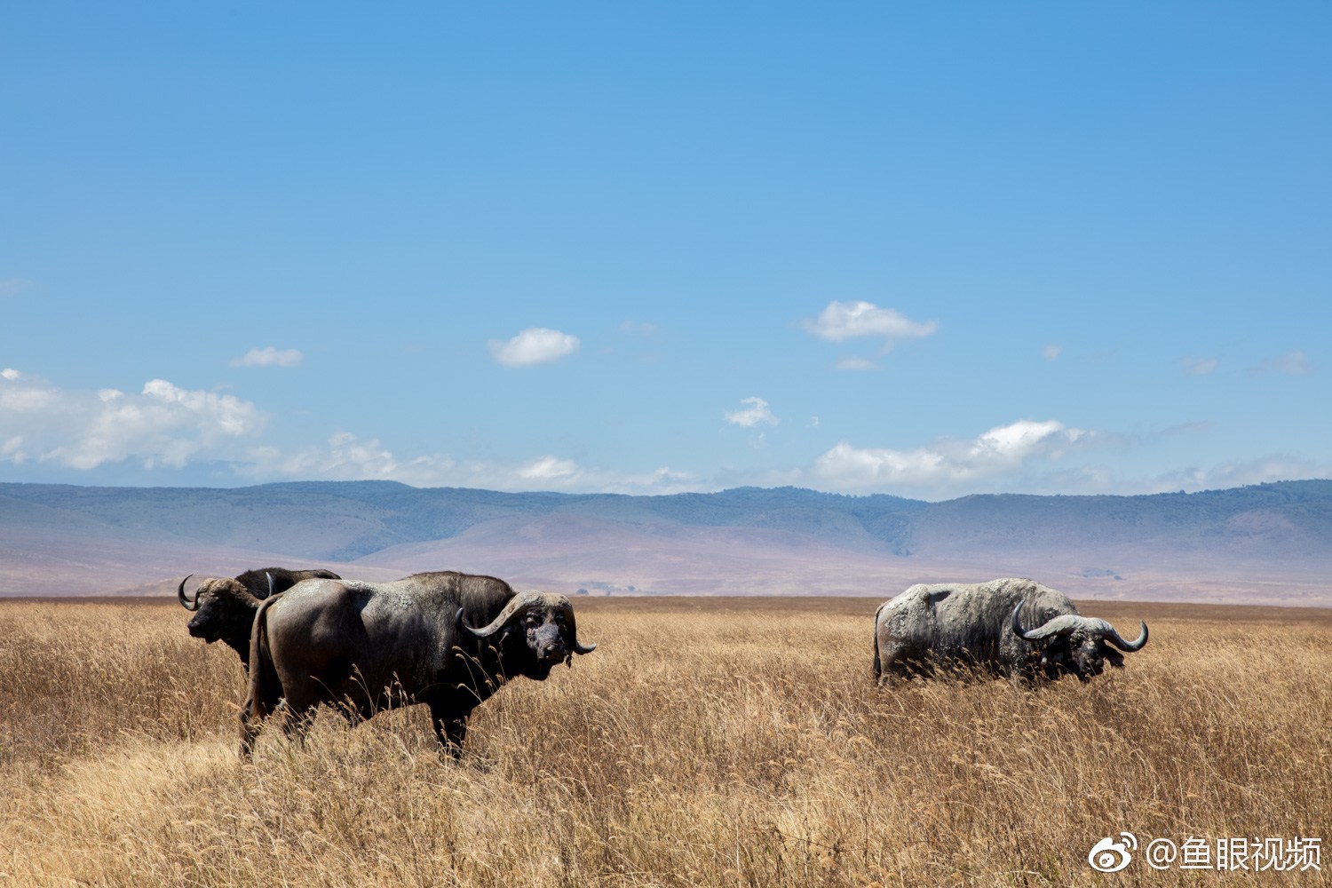 摄影师用焦段70-400mm的长焦镜头抓拍野生动物