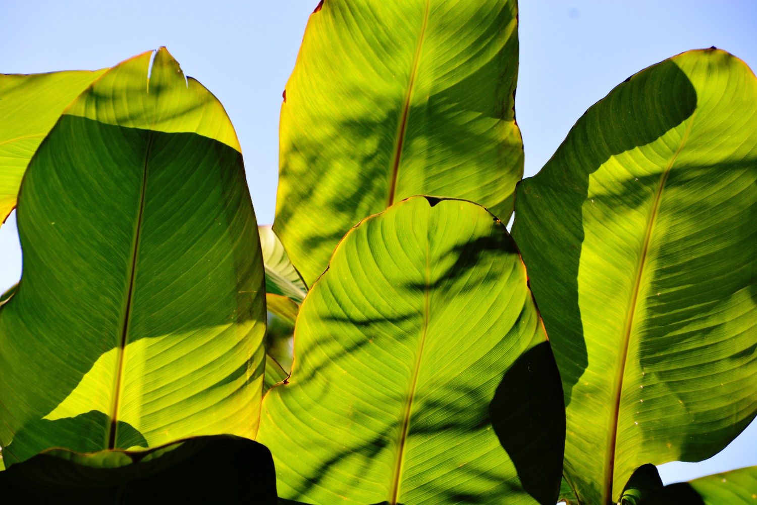 光影下的美人蕉叶子,原创摄影