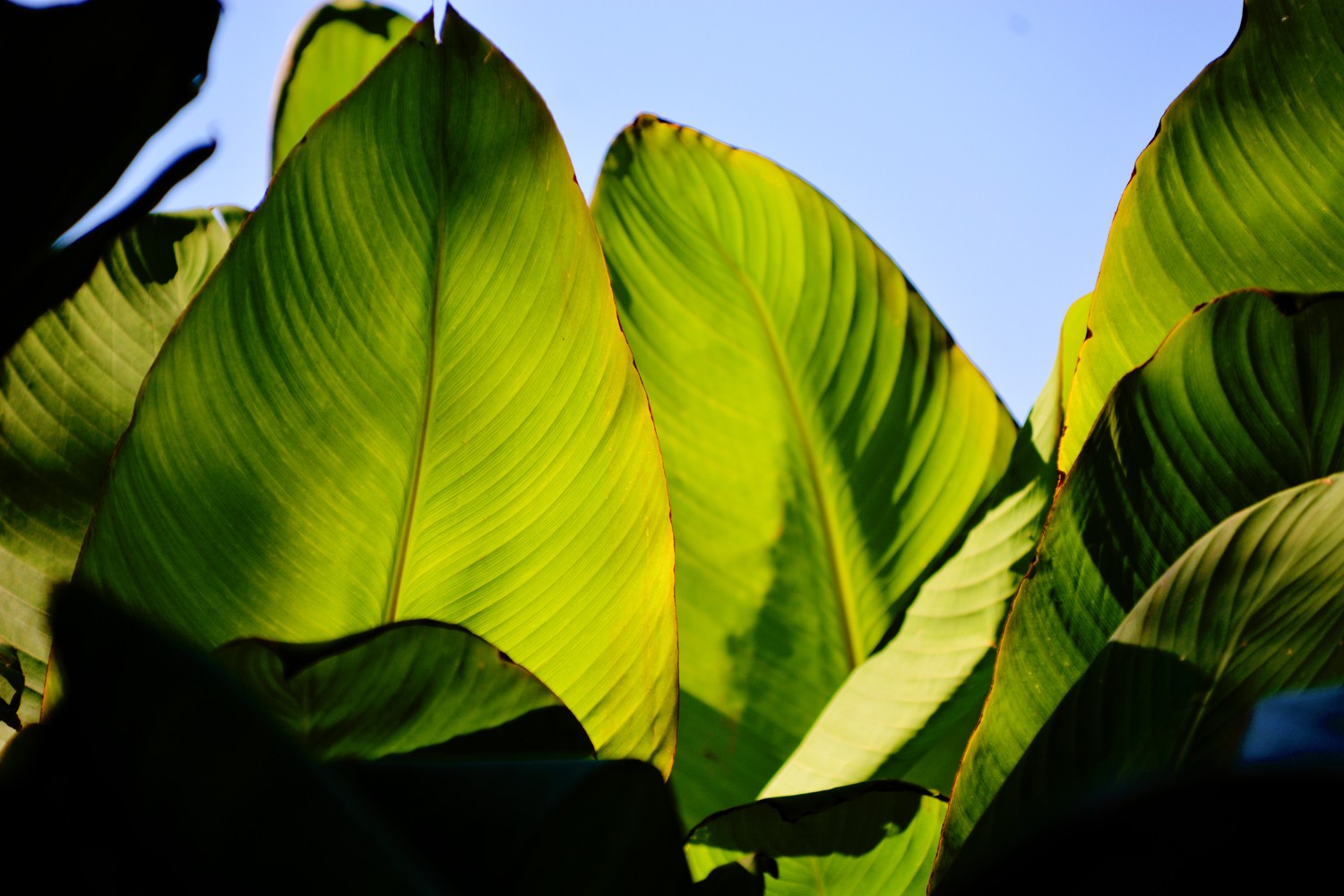 光影下的美人蕉叶子,原创摄影