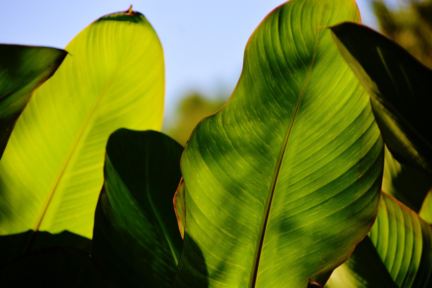 光影下的美人蕉叶子,原创摄影
