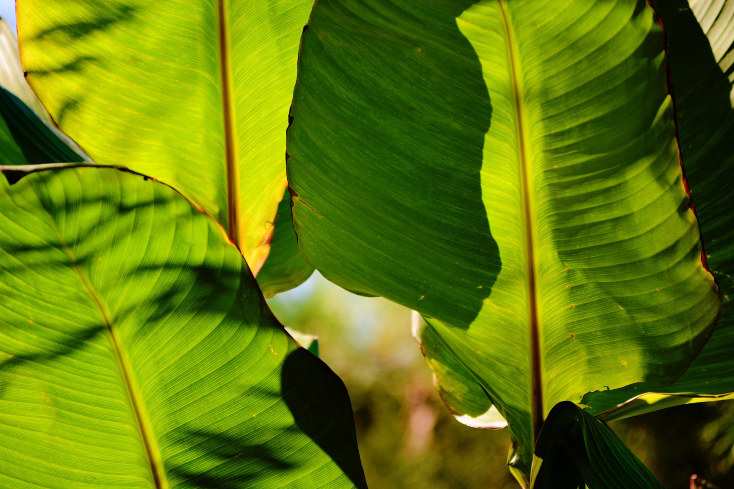 光影下的美人蕉叶子,原创摄影