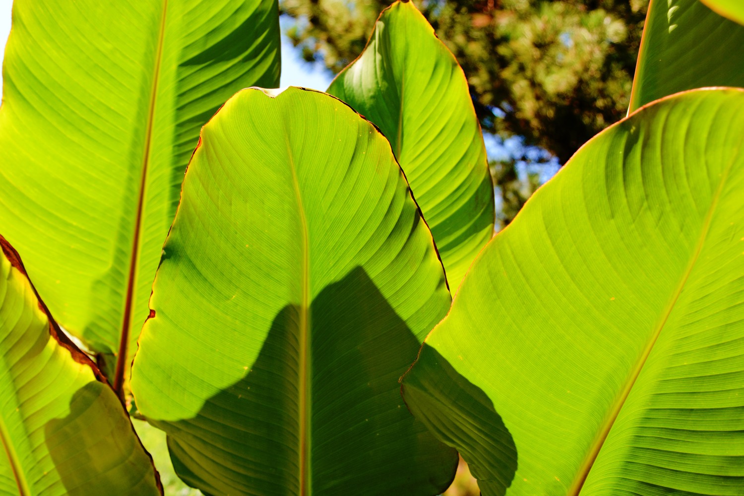 光影下的美人蕉叶子,原创摄影