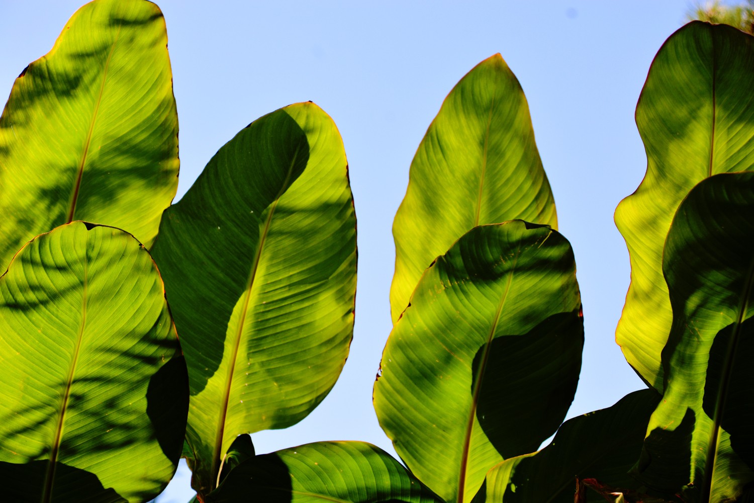 光影下的美人蕉叶子,原创摄影