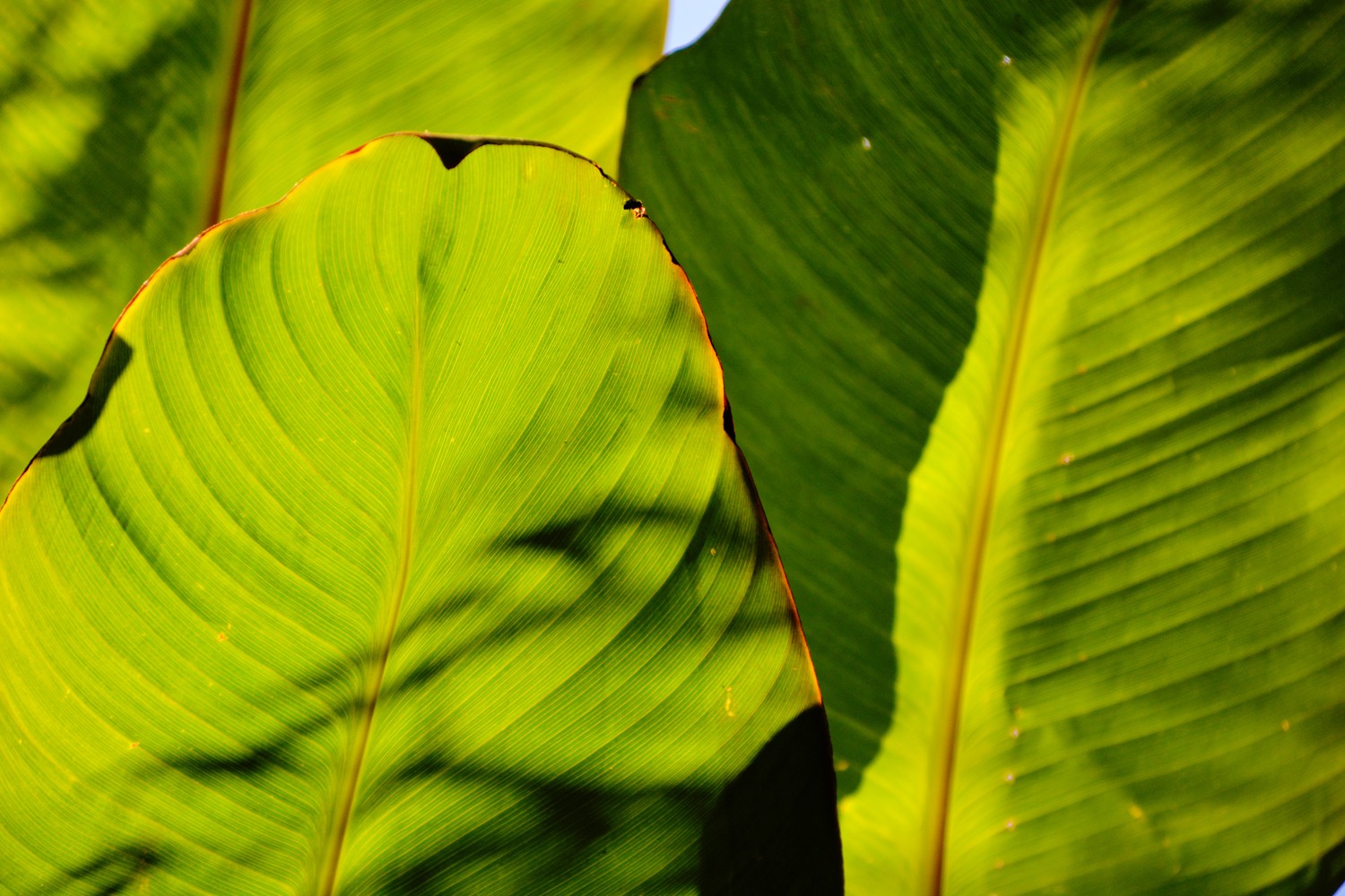 光影下的美人蕉叶子,原创摄影
