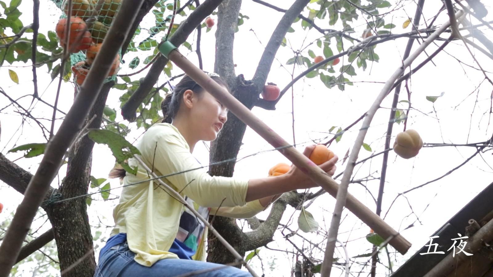 农村姑娘徒手爬树去摘这种甜甜的果子,不过收获满满,一切都值了