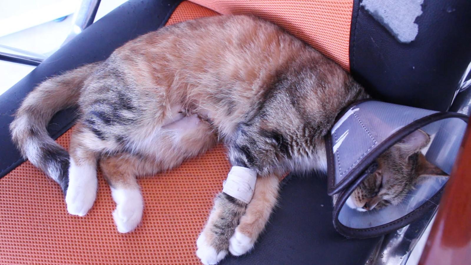 铲屎官决定给两岁母猫进行绝育,手术后的喵星人一脸懵逼