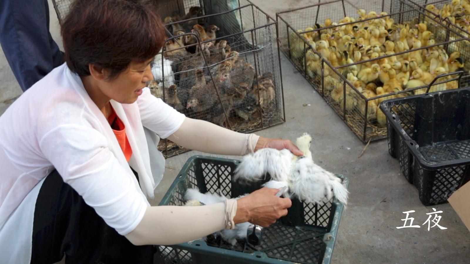 婆婆赶集买小鸡,珍珠鸡10元一只,乌鸡12元一只,买哪种好?