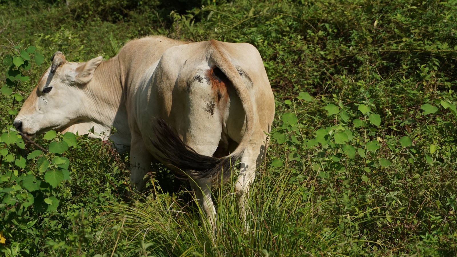 老奶奶基本上喂的黄牛.