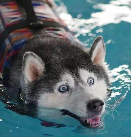 还记得这只哈士猪吗多次减肥失败后主人终于出狠招了