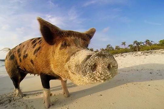 世界上最幸福的猪,它们独占一个岛屿,比人类还会享受生活!