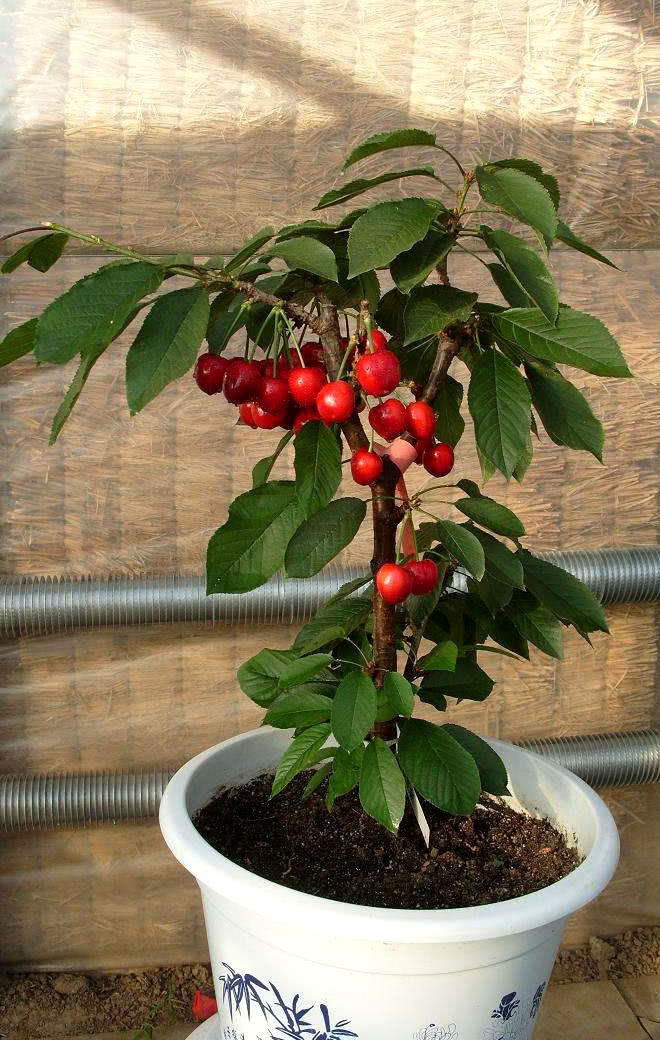 室内种一棵樱桃盆栽,又好吃有好看,真是太值啦!今天就分享到这里啦!